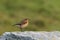 A female Northern Wheatear or Wheatear, Oenanthe oenanthe.