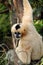 Female Northern white-cheeked gibbon