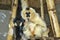 Female Northern white-cheeked gibbon, Nomascus leucogenys with baby