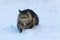 A female Norwegian Forest Cat walks through the snow in winter