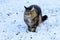 A female Norwegian Forest Cat walks through the snow in winter