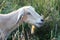 Female Nubian Goat chewing grasses in pasture