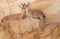 Female Nubian Ibex and new born kid-2