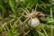 Female nursery web spider, Pisaura mirabilis among grass