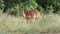 Female nyala antelope in natural habitat