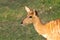 female nyala antelope (Nyala angasii), also called inyala