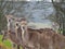 Female Nyala Antelopes