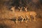 Female Nyala antelopes