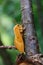 Female oak eggar Lasiocampa quercus