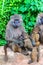 Female of olive baboon during breastfeeding