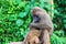 Female of olive baboon during breastfeeding