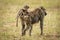 Female olive baboon carries baby on back