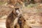 Female Olive baboon with cub in Kenyan savannah