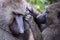 Female olive baboon grooming one in close-up