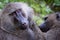 Female olive baboon grooms mate in close-up