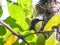 Female Olive-backed sunbird feeding her child