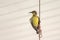 Female olive-backed sunbird, known a yellow-bellied, perching on