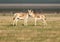 A female onager Equus hemionus with a foal stands on the golden grass.