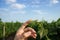 Female open palm reaching for a young tendril of grapes rod with a green leaves. Girl's hands touch the harvest of the grapes