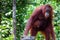 Female Orang Utang with baby in jungle of Borneo