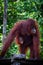 Female Orang Utang with baby in jungle of Borneo