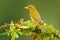 Female of Orange bird Flame-colored Tanager, Piranga bidentata. Tanager sitting on beautiful moss branch with clear background. Be