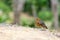 Female of Orange-headed Thrush ,Birds perching on a branch in nature forest