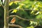 Female of Orange-headed Thrush ,Birds perching on a branch in nature forest