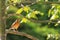 Female of Orange-headed Thrush ,Birds perching on a branch in nature forest