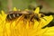 A female Orange legged furrow bee, Halictus rubicundus on a yellow dandelion