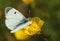 A female Orange-tip Butterfly, Anthocharis cardamines, nectaring from a Buttercup flower.