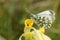 A female Orange-tip Butterfly, Anthocharis cardamines, perching on a cowslip flower.