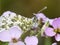 Female orange tip butterfly on flower