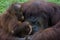 Female orangutan ape and her baby hugging at zoo