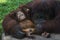 Female orangutan ape and her baby at zoo