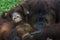 Female orangutan ape and her cute baby hugging at zoo