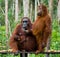 The female of the orangutan with a baby on the feeding place. Indonesia. The island of Kalimantan Borneo.