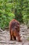 The female of the orangutan with a baby goes into the jungle along the path. Indonesia. The island of Borneo Kalimantan.