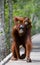 Female of the orangutan with a baby are going on a wooden bridge in the jungle. Indonesia.