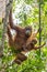 Female orangutan with a baby hanging on a tree