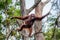 The female of the orangutan with a baby in a tree. Indonesia. The island of Kalimantan Borneo.