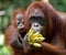 Female orangutan with a baby in the wild. Indonesia. The island of Kalimantan (Borneo).