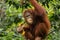 Female orangutan eating fruit