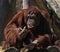 Female Orangutan Gesturing