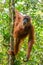 Female orangutan hanging on a tree