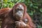 Female orangutan with her baby in the rainforest of island Borneo, Malaysia, close up