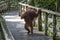 Female orangutan with her baby in the rainforest of island Borneo, Malaysia, close up