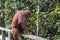 Female orangutan with her baby in the rainforest of island Borneo, Malaysia, close up