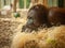 A female orangutan lying on a bunch of straw