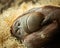 A female orangutan lying on a bunch of straw